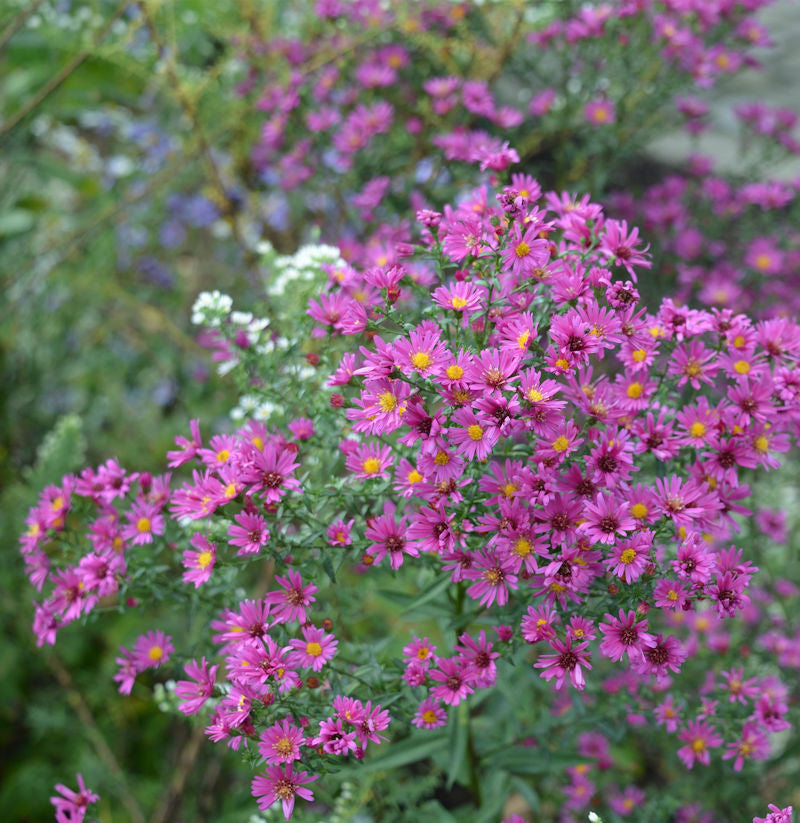  Rauhblattaster Lisette - Aster Novae Angliae