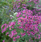  Rauhblattaster Lisette - Aster Novae Angliae