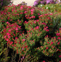  Rauhblattaster Winston Churchill - Aster Novae Angliae