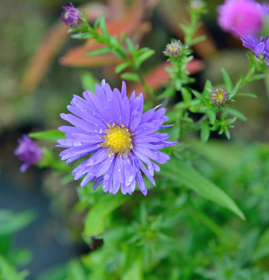  Rauhblattaster Zauberspiel - Aster Novae Angliae