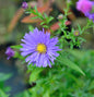  Rauhblattaster Zauberspiel - Aster Novae Angliae
