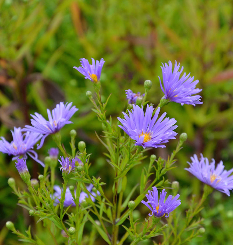  Rauhblattaster Blütenmeer - Aster Novae Angliae
