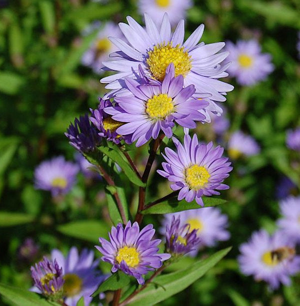  Glattblattaster Dauerblau - Aster Novi Belgii