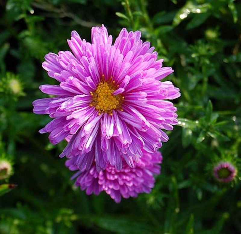  Glattblattaster Patricia Ballard - Aster Novi Belgii