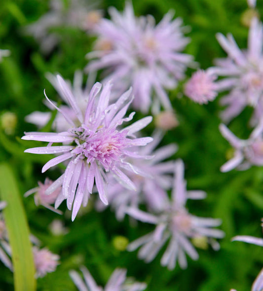  Glattblattaster Rosenquarz - Aster Novi Belgii