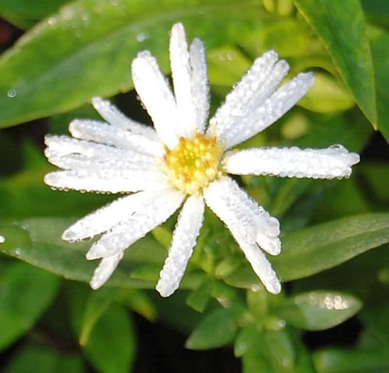  Glattblattaster Schneeberg - Aster Novi Belgii