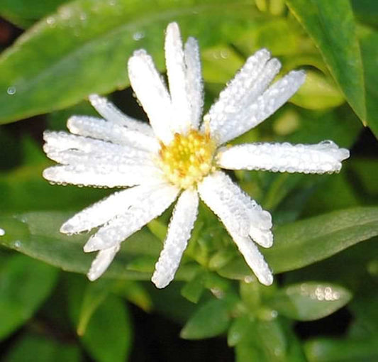  Glattblattaster Schneeberg - Aster Novi Belgii