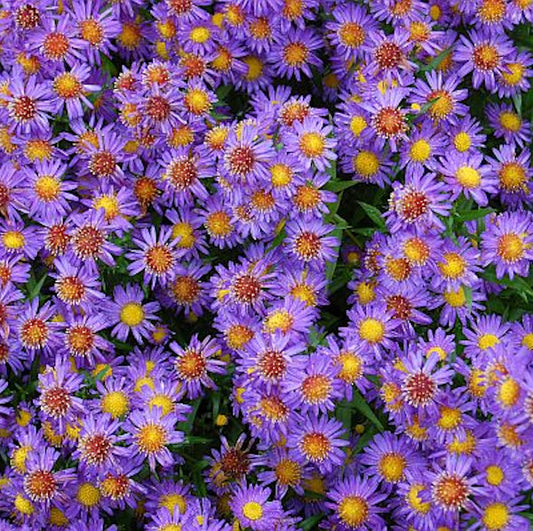  Glattblattaster Schöne Von Dietlikon - Aster Novi Belgii