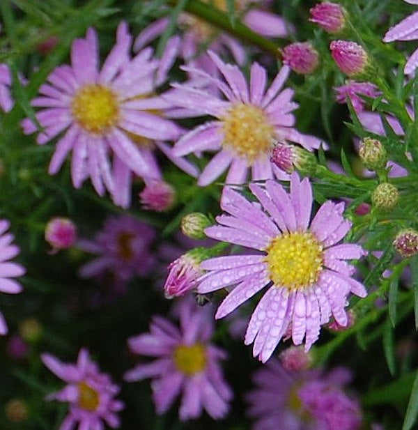  Myrtenaster Pink Star - Aster Pringlei