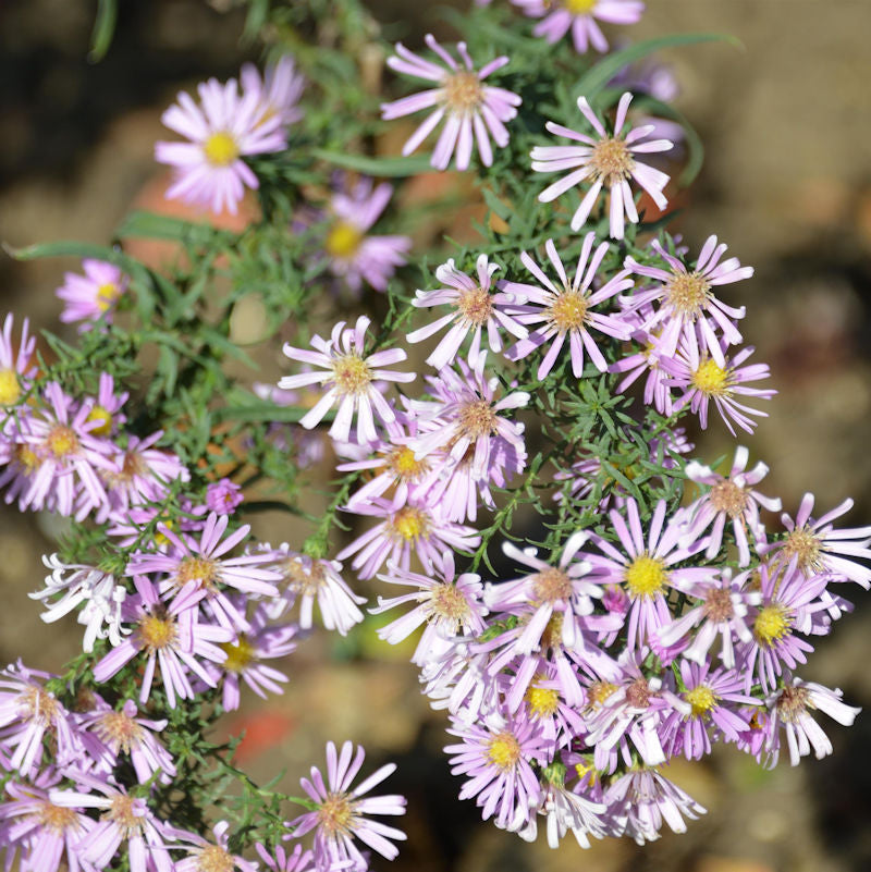  Myrtenaster Rosalind - Aster Pringlei