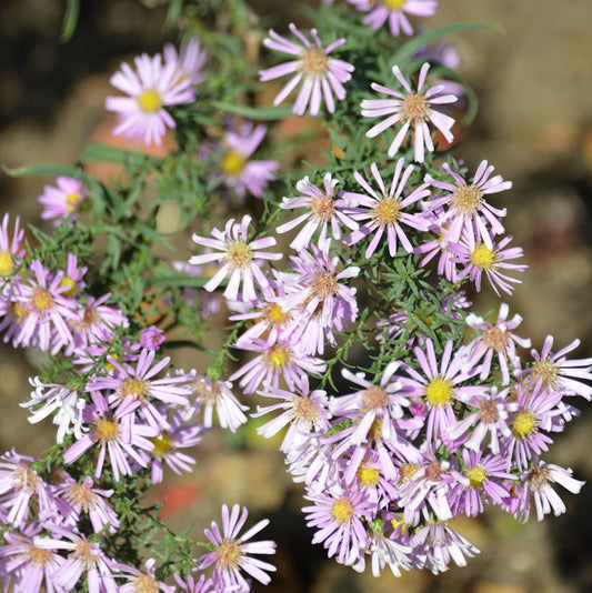  Myrtenaster Rosalind - Aster Pringlei