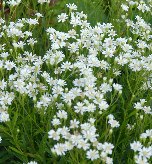  Hochland-Aster Major - Aster Ptarmicoides