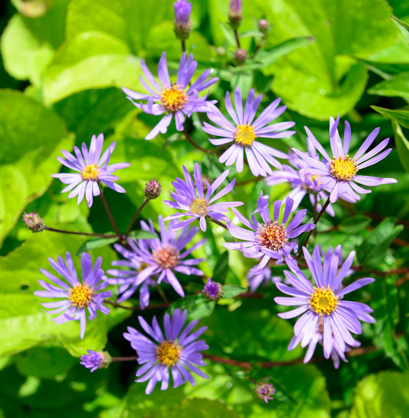  Raspel Aster August Sky - Aster Radula