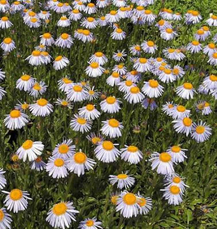  Frühsommeraster Berggarten - Aster Tongolensis