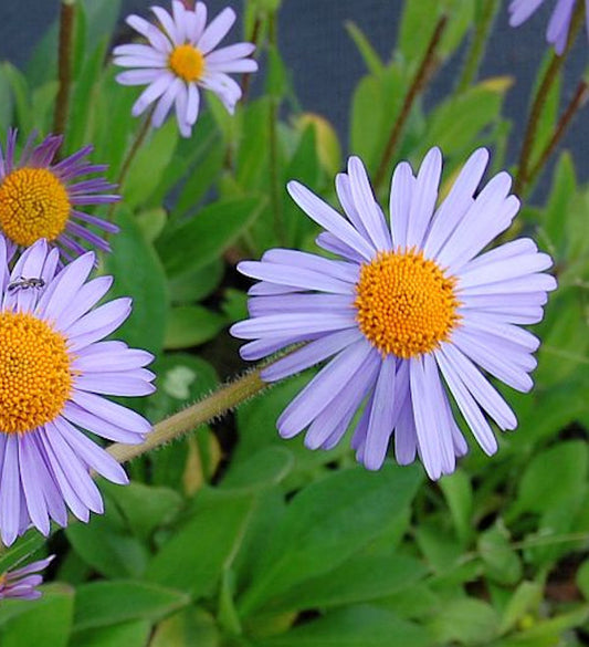  Frühsommeraster Wartburgstern - Aster Tongolensis