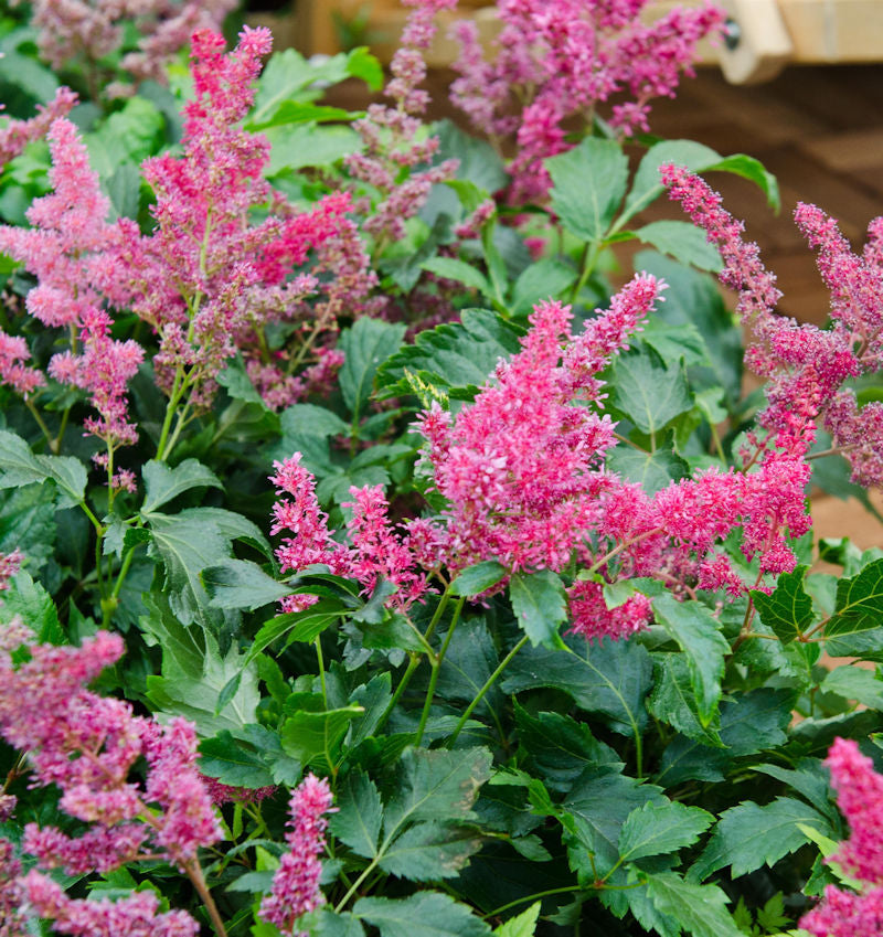  Prachtspiere Astary Red - Astilbe Arendsii
