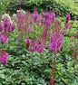  Prachtspiere Purpurlanze - Astilbe Arendsii