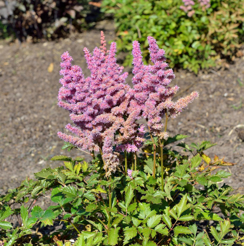  Prachtspiere Heart And Soul - Großer Topf - Astilbe Chinensis