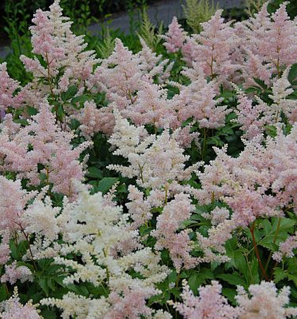  Prachtspiere Europa - Astilbe Japonica