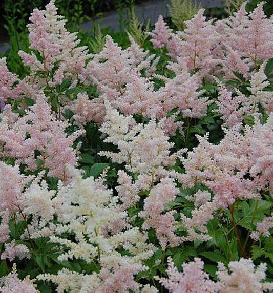  Prachtspiere Europa - Astilbe Japonica