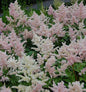  Prachtspiere Europa - Astilbe Japonica