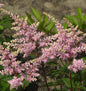  Prachtspiere Peach Blossom - Astilbe Japonica