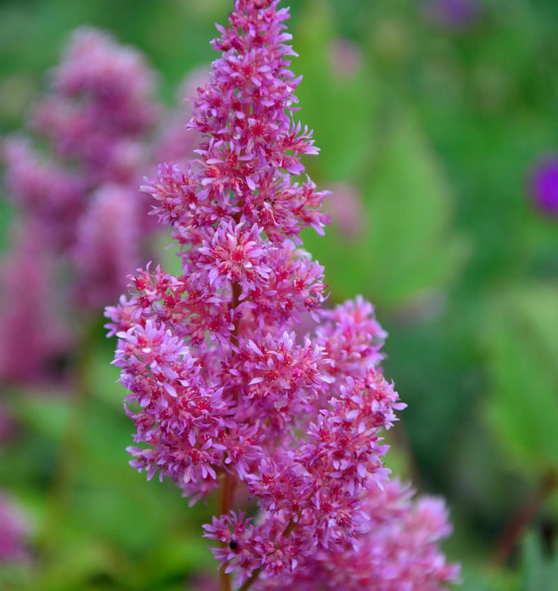  Prachtspiere Mainz - Astilbe Japonica