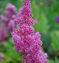  Prachtspiere Mainz - Astilbe Japonica