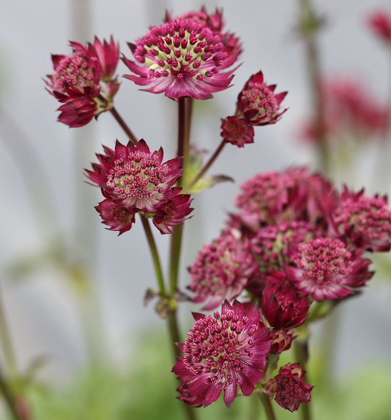  Sterndolde Abbey Road - Astrantia Major