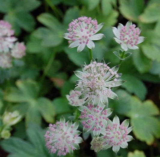  Sterndolde Buckland - Astrantia Major