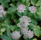 Sterndolde Buckland - Astrantia Major