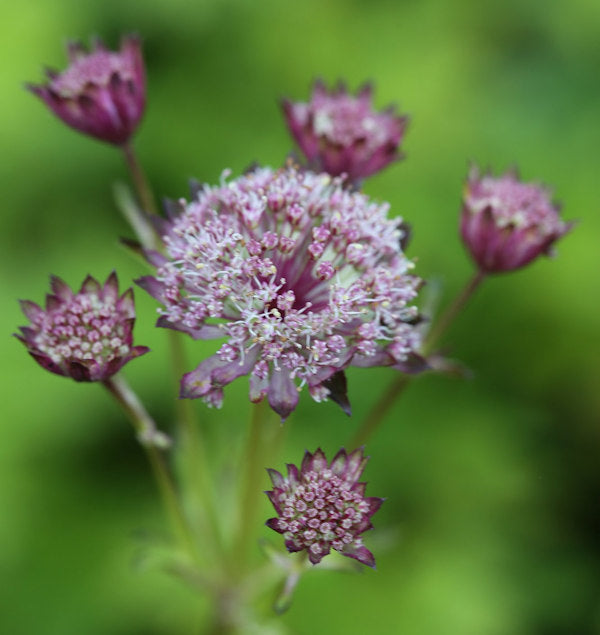  Sterndolde Hadspen Blood - Astrantia Major