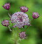 Sterndolde Hadspen Blood - Astrantia Major
