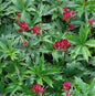  Sterndolde Primadonna - Astrantia Major