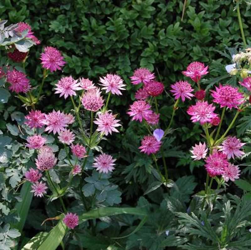  Sterndolde Roma - Astrantia Major