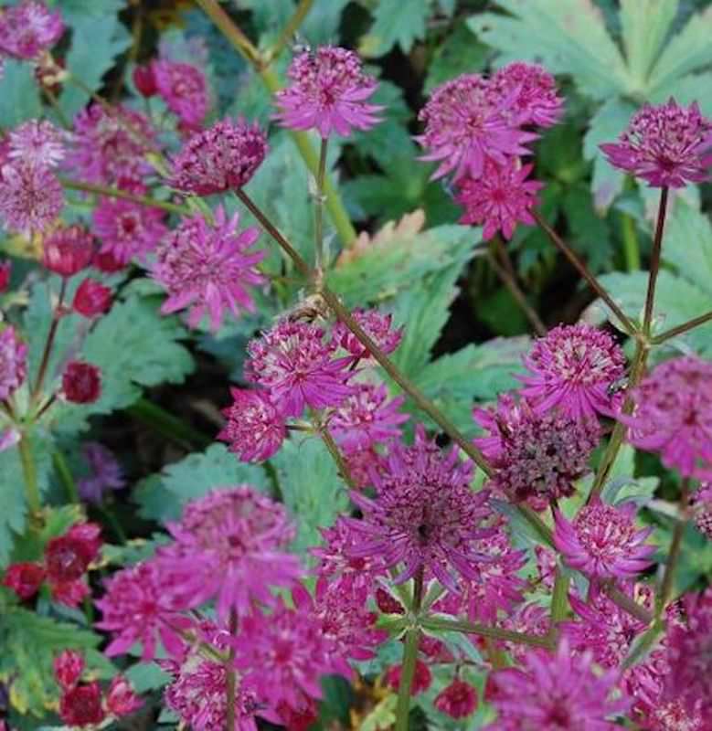  Sterndolde Ruby Wedding - Astrantia Major