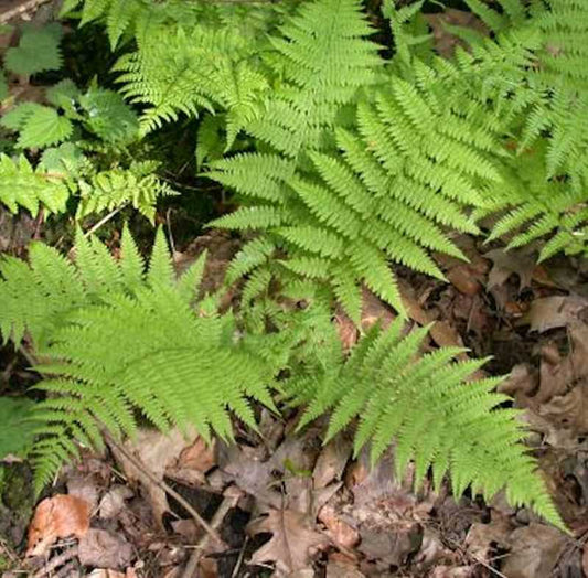  Wald Frauenfarn - Großer Topf - Athyrium Filix Femina