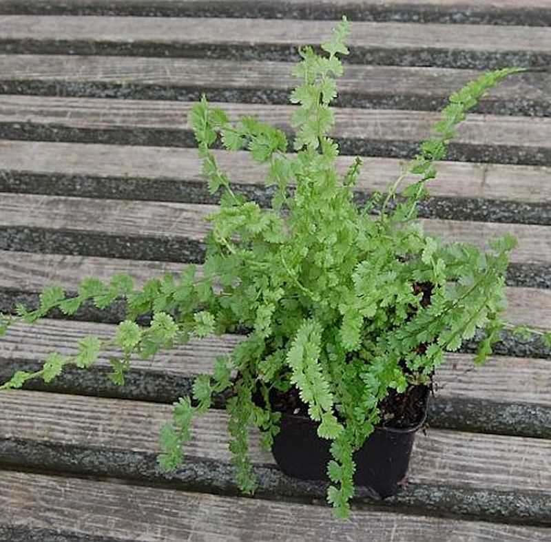  Frauenfarn Frizelliae - Athyrium Filix Femina