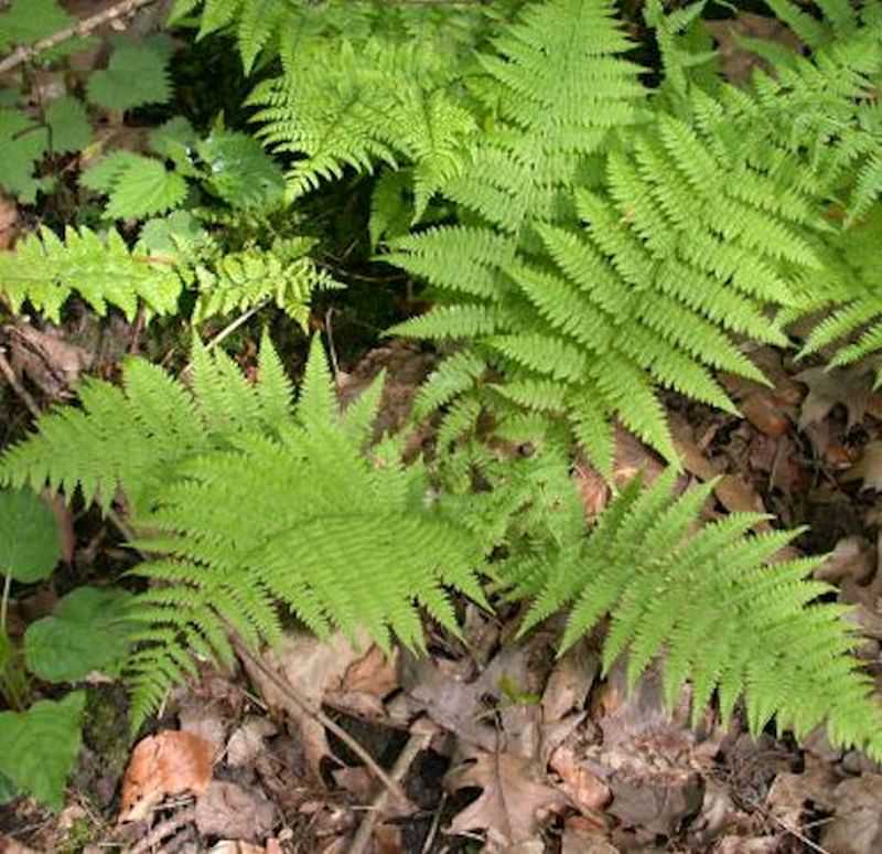  Frauenfarn Rotstiel - Athyrium Filix Femina