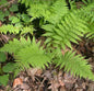  Frauenfarn Rotstiel - Athyrium Filix Femina