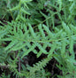  Frauenfarn Victoriae - Athyrium Filix Femina