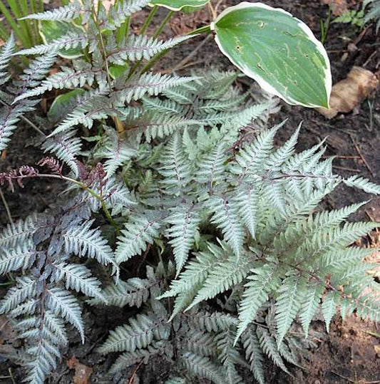  Regenbogenfarn Metallicum - Athyrium Niponicum