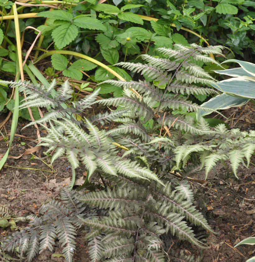  Regenbogenfarn - Großer Topf - Athyrium Niponicum