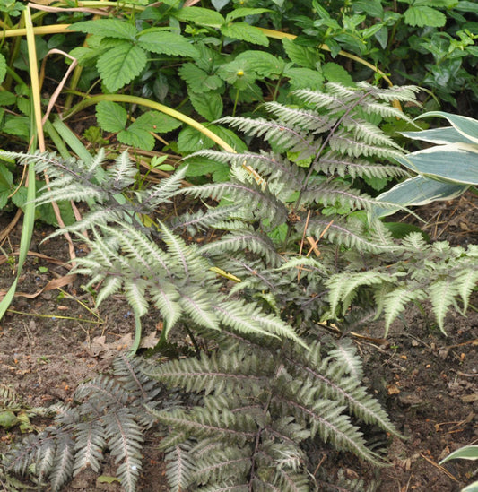  Regenbogenfarn - Großer Topf - Athyrium Niponicum