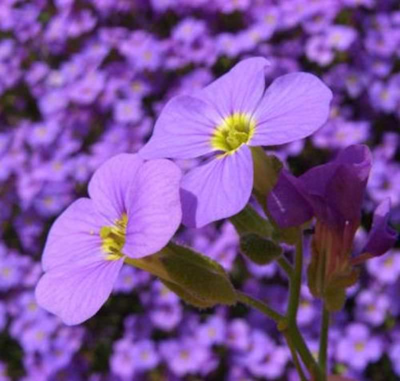  Blaukissen Tauricola - Aubrieta