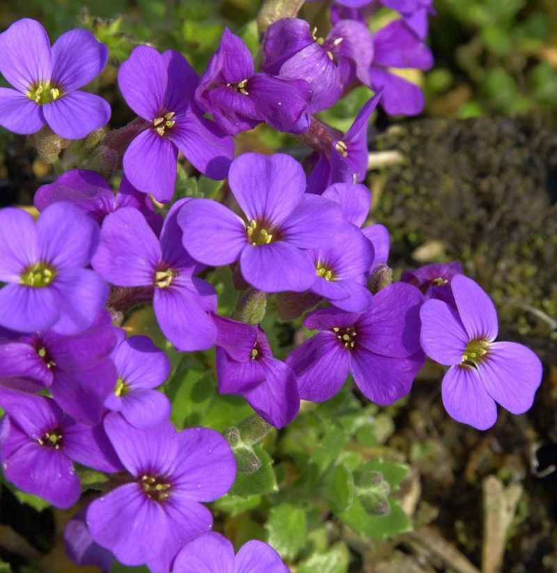  Blaukissen Blaumeise - Aubrieta