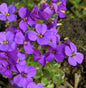  Blaukissen Blaumeise - Aubrieta