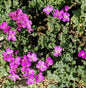  Blaukissen Cascade Rot - Aubrieta Cultorum