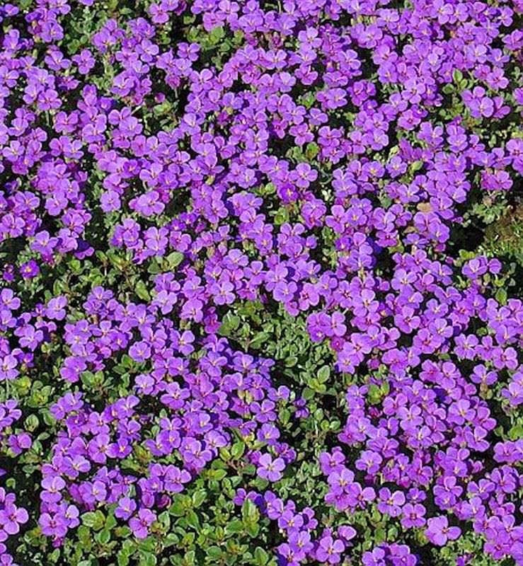  Blaukissen Hamburger Stadtpark - Aubrieta Cultorum