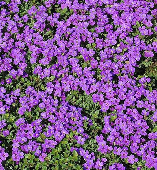  Blaukissen Hamburger Stadtpark - Aubrieta Cultorum